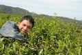 Man at tea plantation Royalty Free Stock Photo