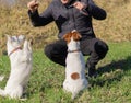 a man teaches his Jack Russell Terriers command.