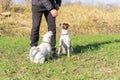 A man teaches his Jack Russell terriers the & x22;sit& x22; command.