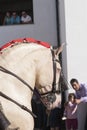 A man teaches his son a horse of services like before starting the racing Royalty Free Stock Photo