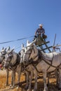 Man and team of horses. Royalty Free Stock Photo