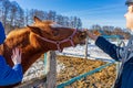 Man and teenage girl with horse at ranch in winter sunny day. Father and daughter spending winter weekend at farm. Trip to Royalty Free Stock Photo