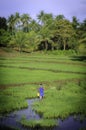 A man tending his rice fields