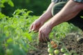 man testing soil moisture near tomato plants Royalty Free Stock Photo