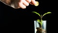 A man throws a coin into a pot of coins. Green plant grows from a pot of coins. Growing business investment. Money tree grew by Royalty Free Stock Photo