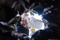 Man throws garbage into a garbage can on the street. With a worm view from the inside of the trash bin. Selective focus Royalty Free Stock Photo