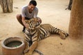 Man in Tiger temple in Thailand Royalty Free Stock Photo