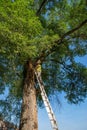 Man at the top of a ladder against a tall tree with dead branch Royalty Free Stock Photo