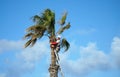 Man at top of ladder trimming Palm tree against Blue sky.