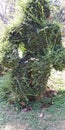 Man topiary sculpture art photo stock india