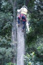 Man Topping Tree