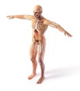 Man total anatomy systems diagram with ghost effect