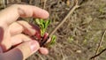 Man touch first young spring foliage on a tree. First spring leaves Royalty Free Stock Photo