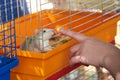 A man touches a decorative rat in a cage