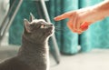Man touching fluffy domestic cat.Male hand playing with cute lazy gray cat.Russian blue cat at cozy home interior. Pet care,