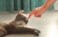 Man touching fluffy domestic cat.Male hand playing with cute lazy gray cat.Russian blue cat lying on the floor. Pet care, friend