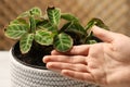 Man touching houseplant with damaged leaves indoors, closeup