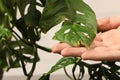 Man touching houseplant with damaged leaves indoors, closeup