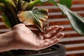 Man touching houseplant with damaged leaves indoors, closeup