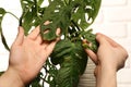 Man touching houseplant with damaged leaves indoors, closeup