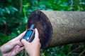 Handheld GPS in tropical jungle Royalty Free Stock Photo