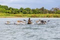 Man on a traditional and primitive bamboo boat feeding pelicans on Lake Tana Royalty Free Stock Photo