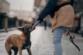 A man is training with a dog. Obedient Belgian Shepherd dog on the city Royalty Free Stock Photo