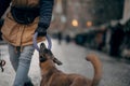 A man is training with a dog. Obedient Belgian Shepherd dog on the city Royalty Free Stock Photo