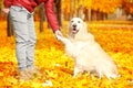 Man training his dog in beautiful park Royalty Free Stock Photo