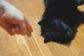 Man training his dog. Royalty Free Stock Photo