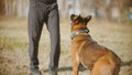 A man training his german shepherd dog - incite the dog on the bait and making the dog jump