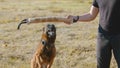 A man training his german shepherd dog - incite the dog on the grip bait - the dog jumps