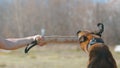 A man training his german shepherd dog - incite the dog on the grip bait and making the dog jump and bite it