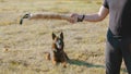 A man training his german shepherd dog - incite the dog on the grip bait