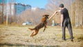 A man training his german shepherd dog - incite the dog on the grip bait and making the dog jump and bite