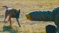 A man training his german shepherd dog - incite the dog on the sleeve of the protective jacket