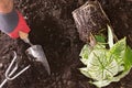 Man transplanting Lasting Love Caladium