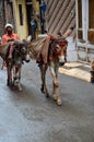 Man transports goods on mules in narrow streets Lahore Pakistan Royalty Free Stock Photo