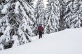 Man traveler goes in snowshoes among snow covered fir trees Royalty Free Stock Photo