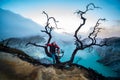 Man traveler standing near dead tree on edge of crater Ijen volcano with colorful sky at morning