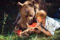 Man treats a brown bear with a slice of watermelon Royalty Free Stock Photo