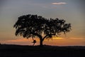 Man and tree silhouette