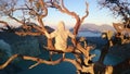 Man in the tree on top of the vulcano Mount Ijen, crater water