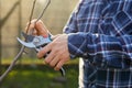 A man trimming a fruit tree outside in the garden Royalty Free Stock Photo