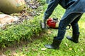 Man trimming hedge with trimmer machine Royalty Free Stock Photo