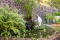 A man trimming a papyrus plant in the tropics