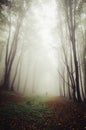 Man trough fog in mysterious forest Royalty Free Stock Photo