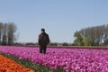 Man in a tulip farm