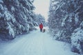 Man with two dogs walks in the snowy forest