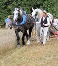 Man with two horses pulling a cart at the Fete de la Moisson at Saint Denis de Gastines 2018